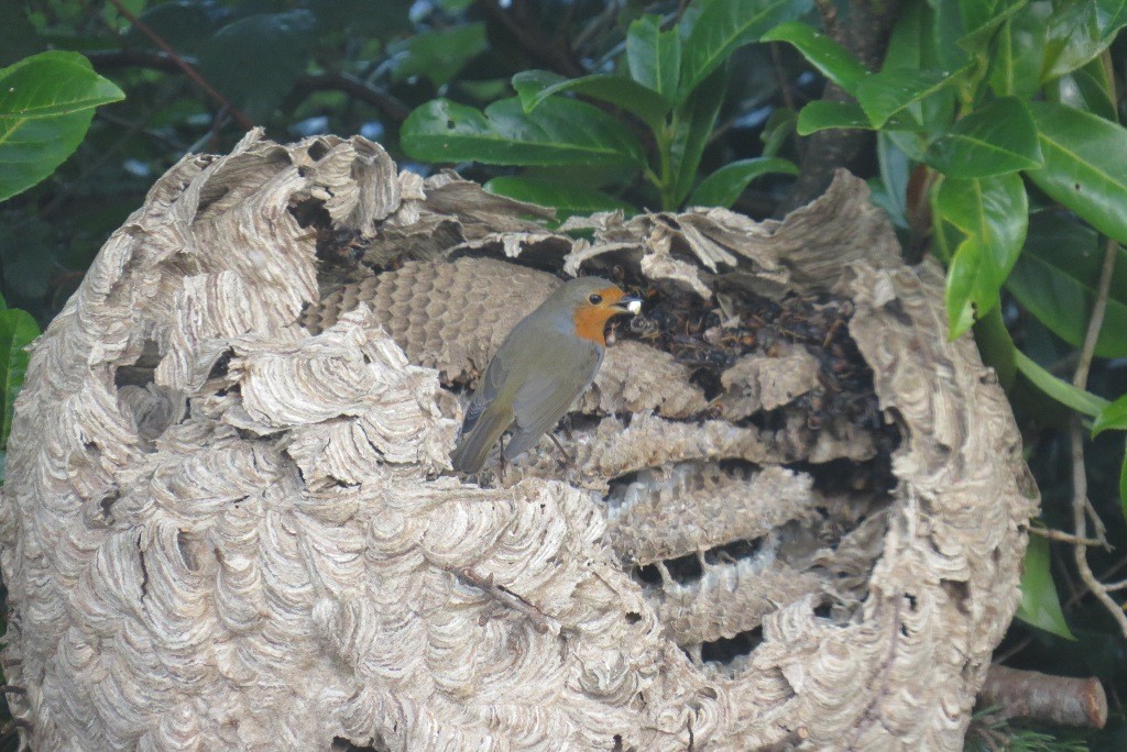 nid frelon rouge-gorge