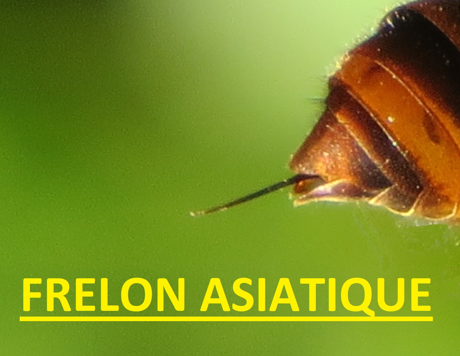 frelon asiatique Belgique
