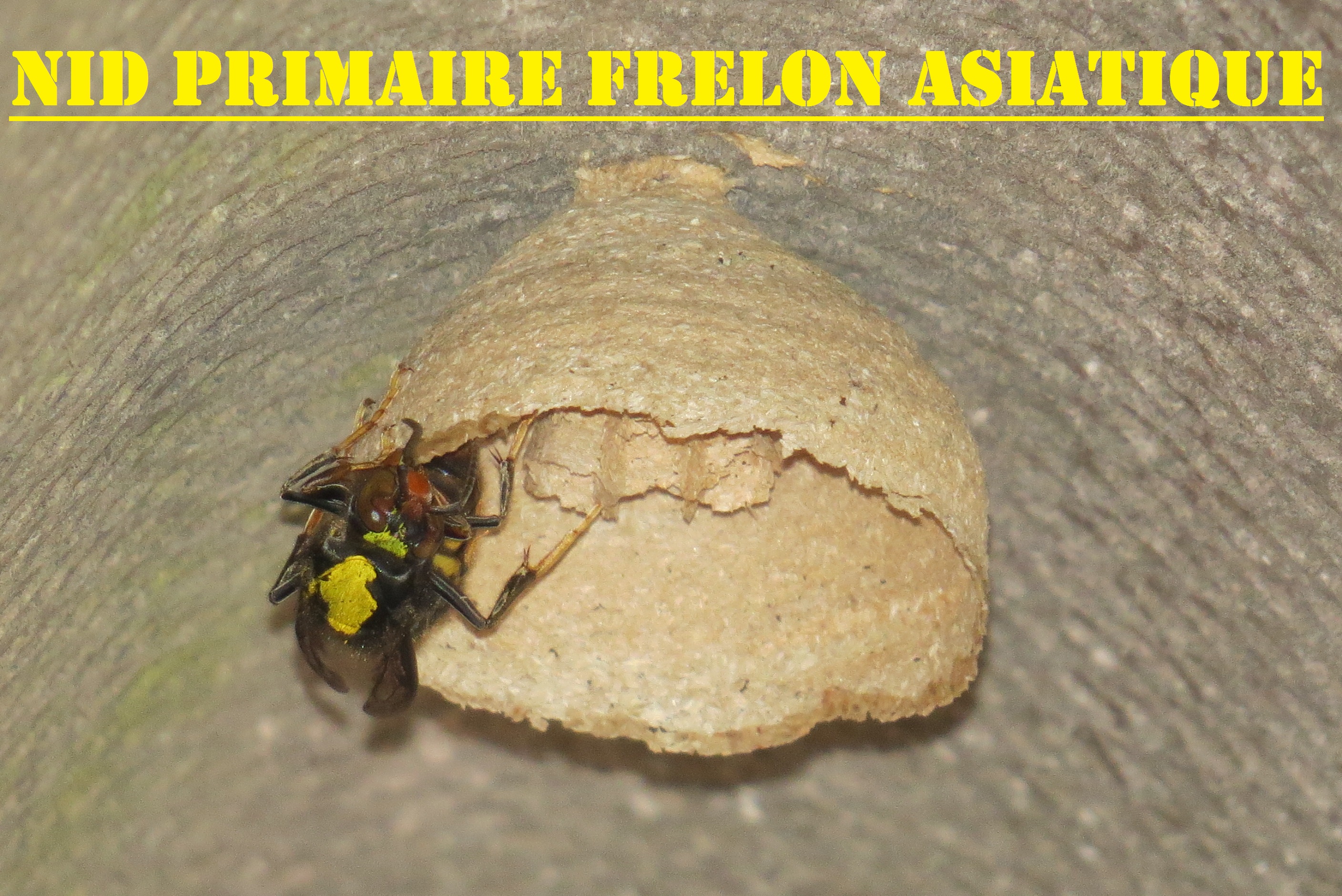 nid primaire frelon asiatique