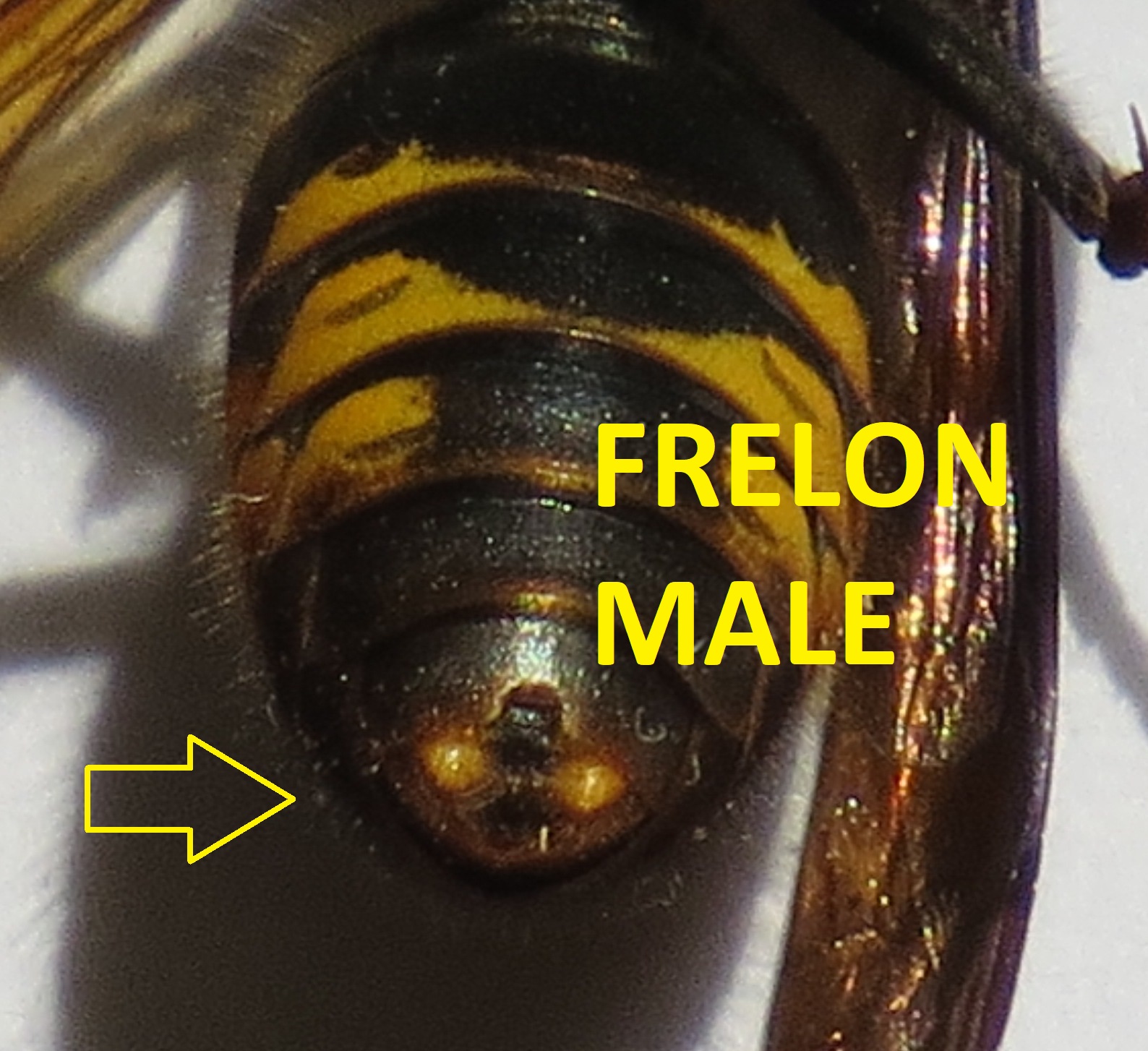 frelon asiatique male