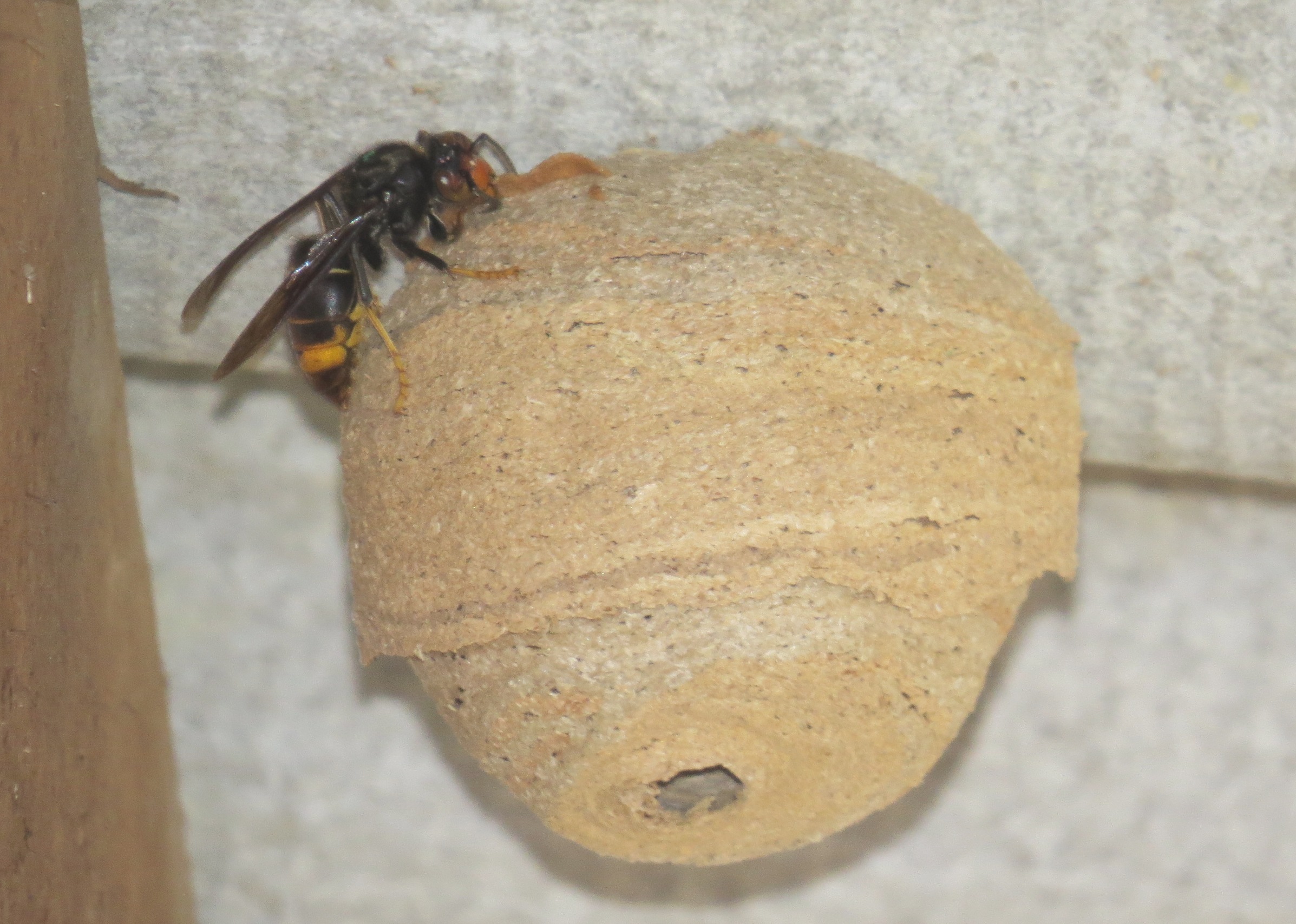 vespa velutina nid primaire