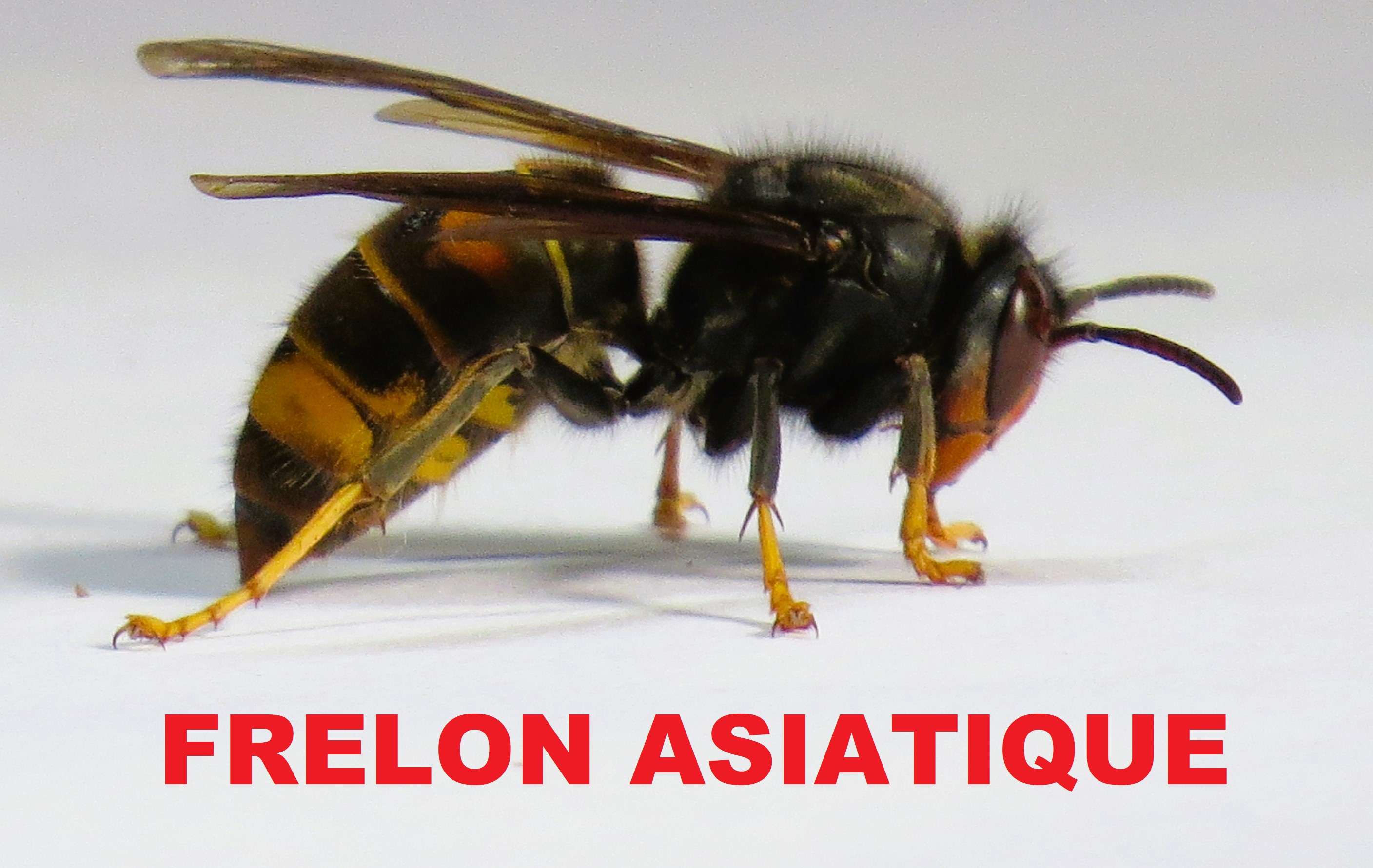 Frelon asiatique Belgique Namur