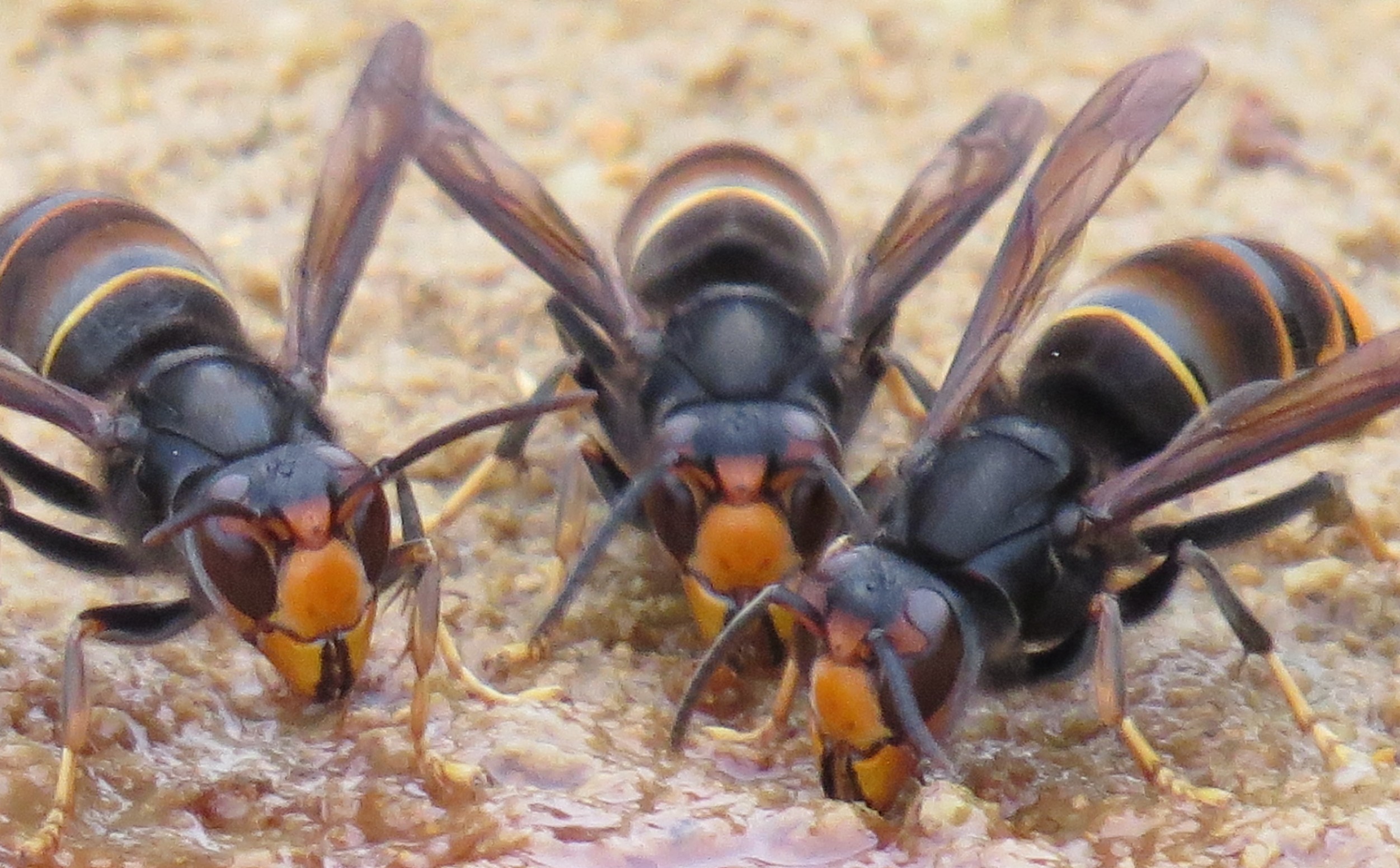 Vespa velutina nigrithorax frelon asiatique