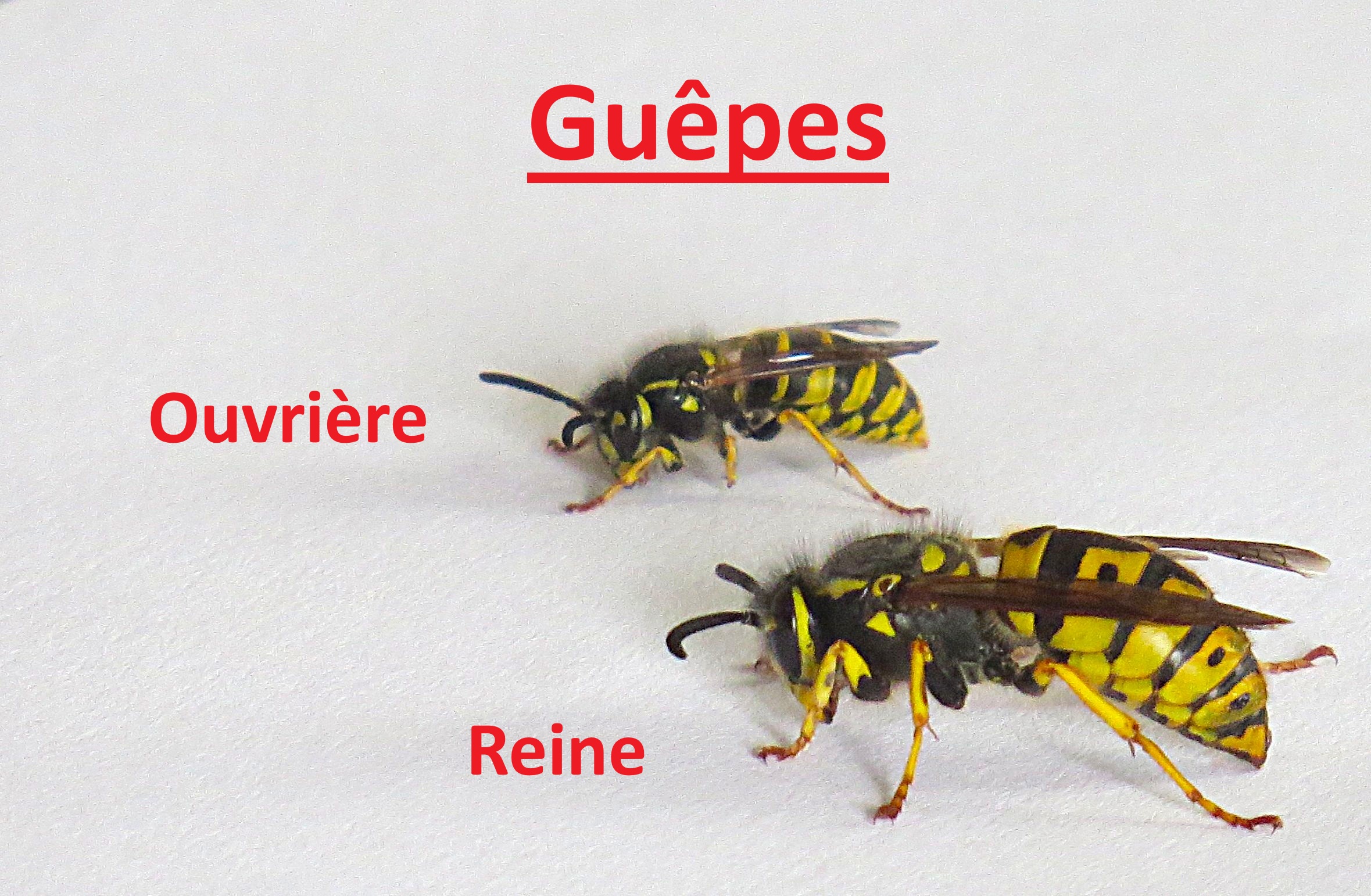 guepes de sizun