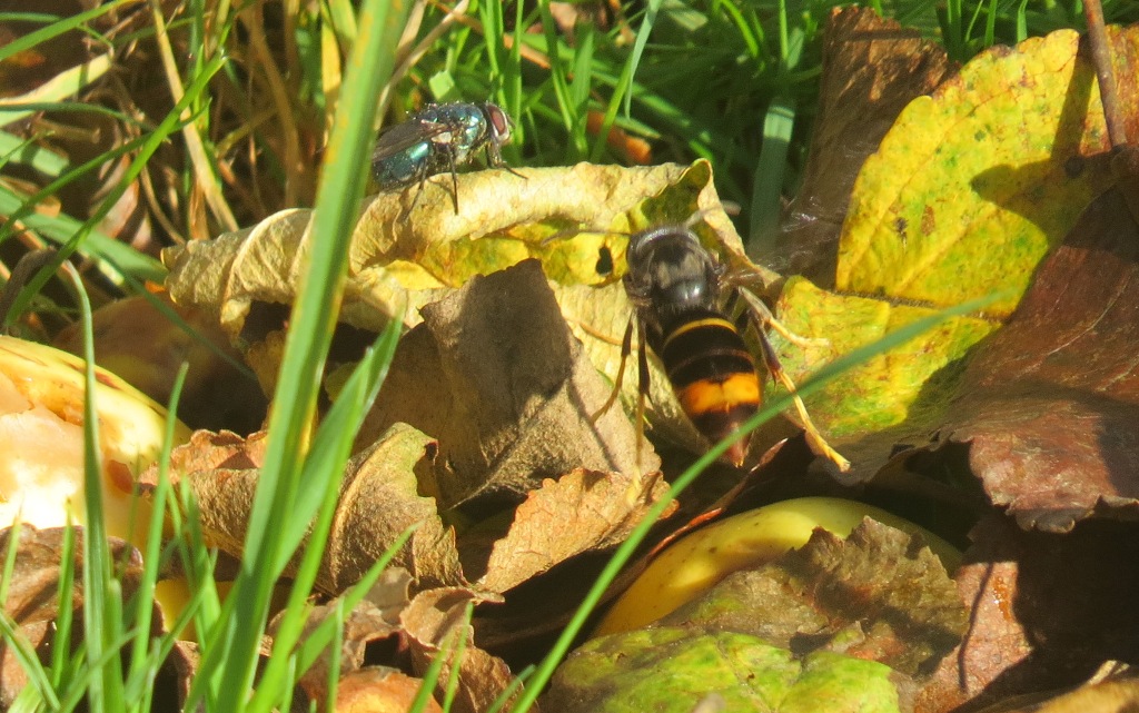 frelon asiatique insecte