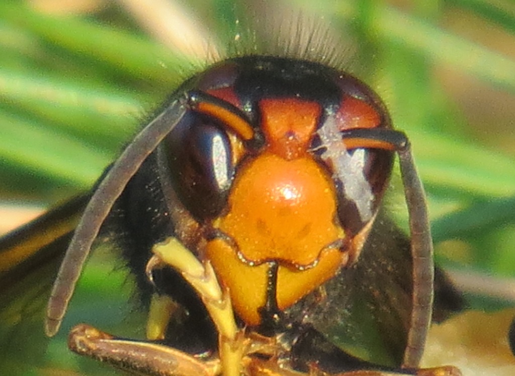 frelon asiatique vespa velutina