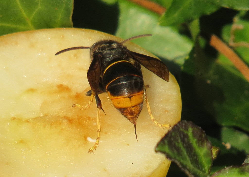Aiguillon de frelon asiatique